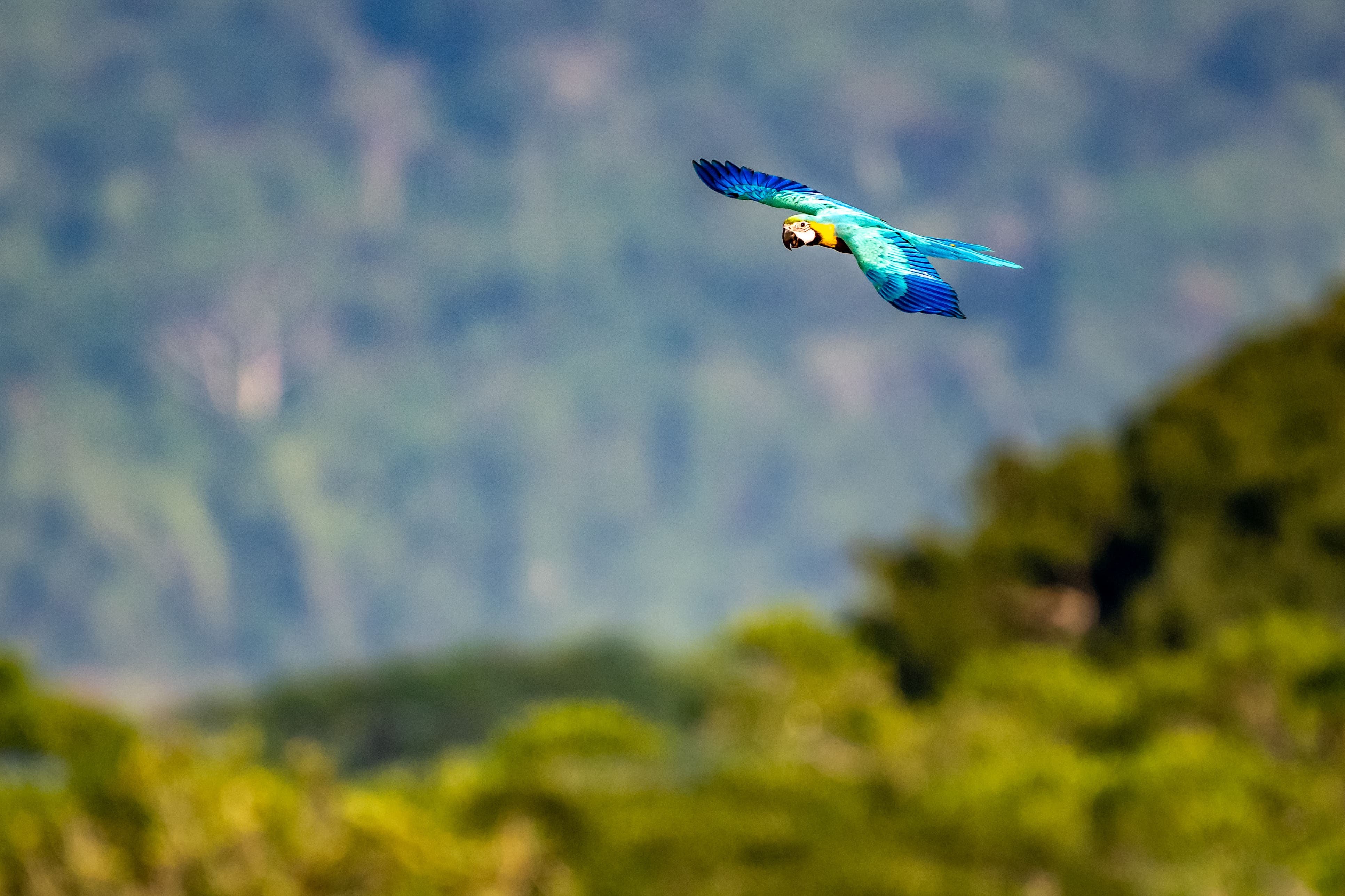 Guacamayo azul en vuelo sobre la Amazonía